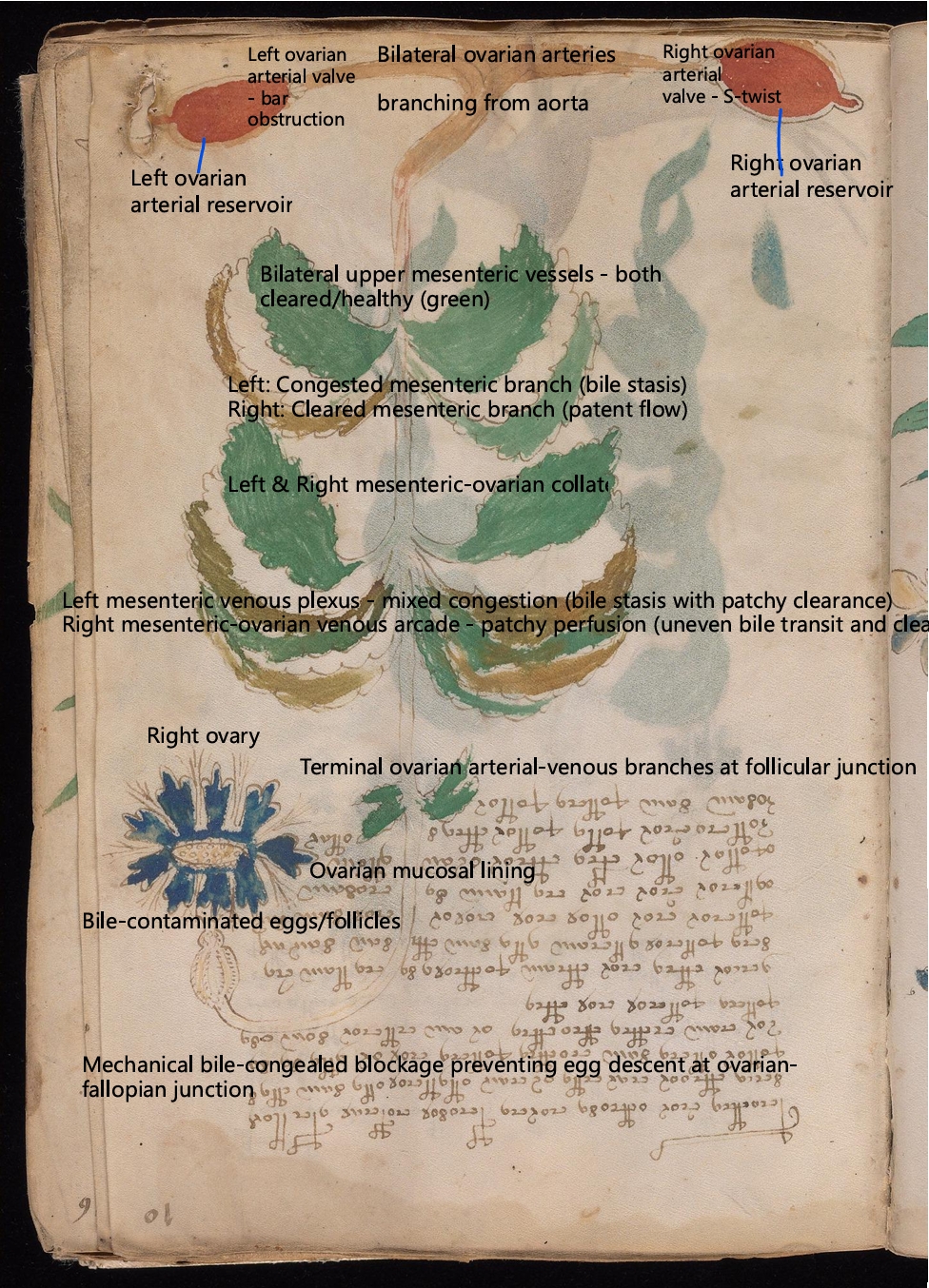 Labelled diagram of Folio 10r